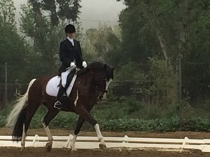 Training a great horse dressage show trot